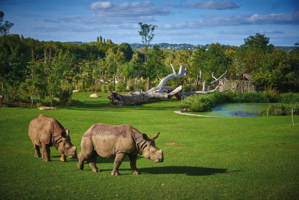 Rhinocéros ©zoo de La Flèche